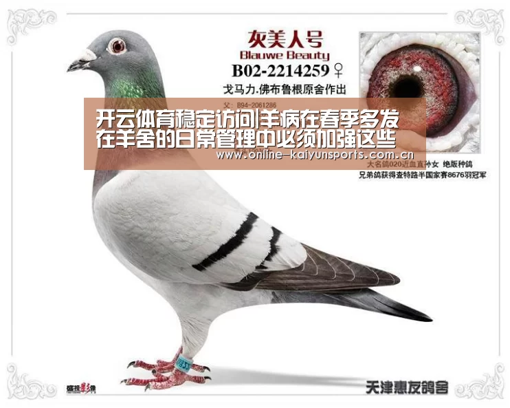 开云体育入口